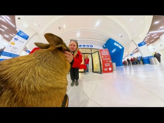 АТМОСФЕРА ДОМАШНИХ МАТЧЕЙ || НЕФТЕХИМИК || МЕТАЛЛУРГ